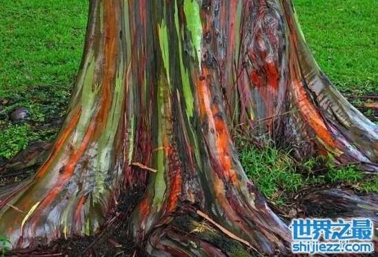 广西现龙吸水奇观视频，犹如真龙现身直入云霄 