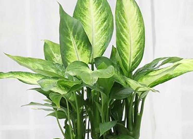 万年青的功效与作用