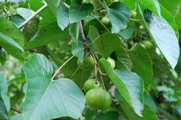 油桐子的功效与作用