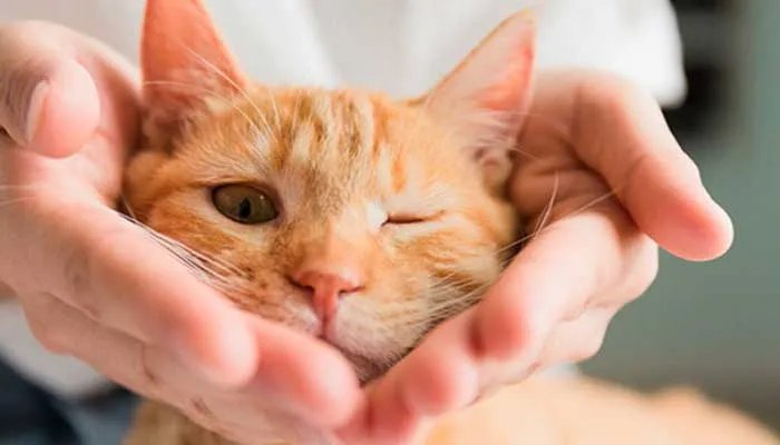 什么叫吸猫 吸猫是什么意思