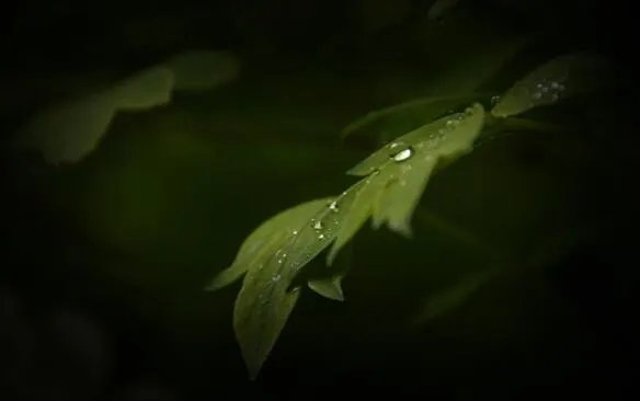 2020谷雨图片大全 2020谷雨唯美图片