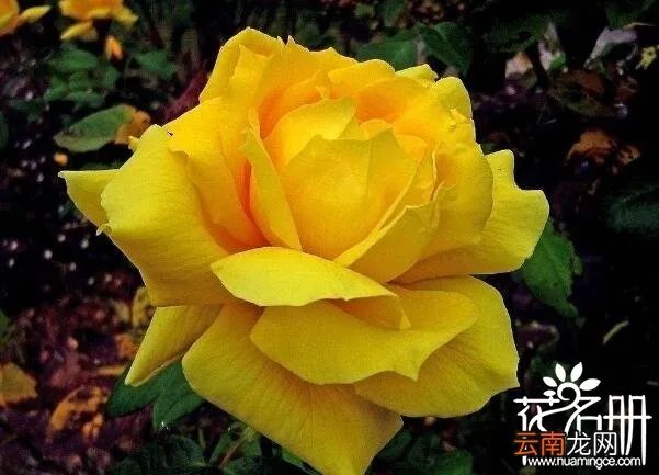 保加利亚国花是什么花 寓意爱情的玫瑰花,保加利亚国花是什么花?