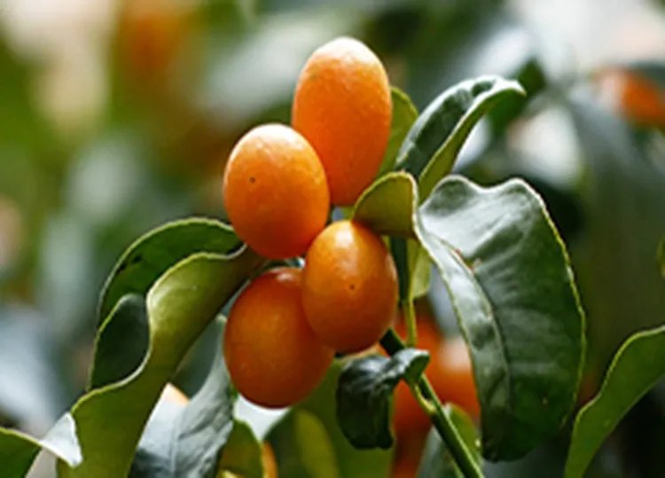 金桔的功效与作用