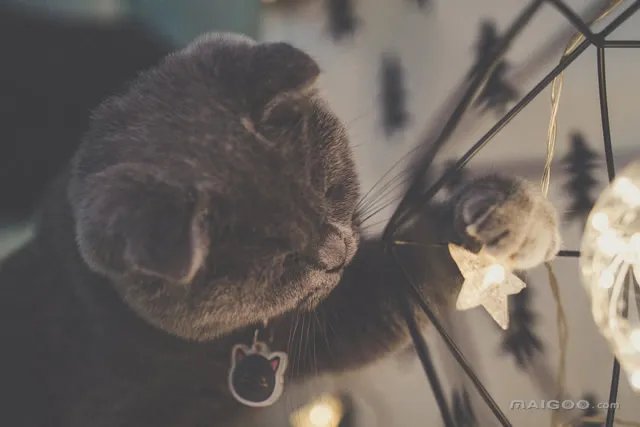 各种宠物常见疾病介绍 爱宠生病应对及疾病预防