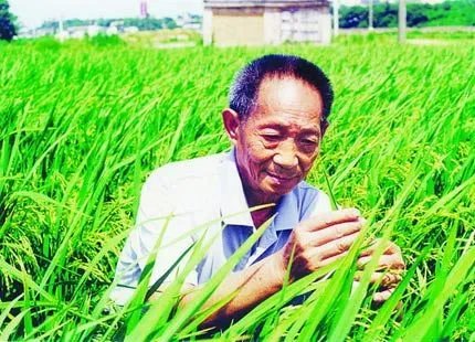 袁隆平葬在哪？