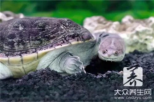 家庭杀甲鱼的方法有哪些?