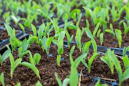 “三夏”粮食生产进展如何?有没有遇到什么问题?