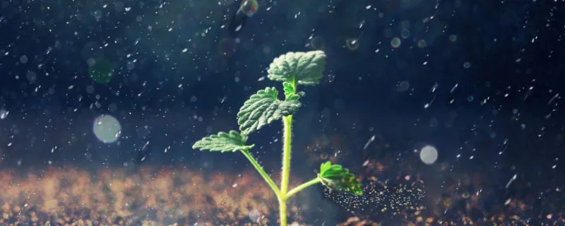 植物传播种子的方法有哪些 植物传播种子的方法