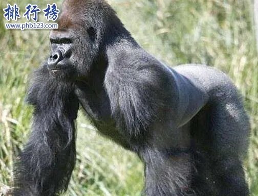 地球十大最强生物,人类上榜第1可举起自身1180倍