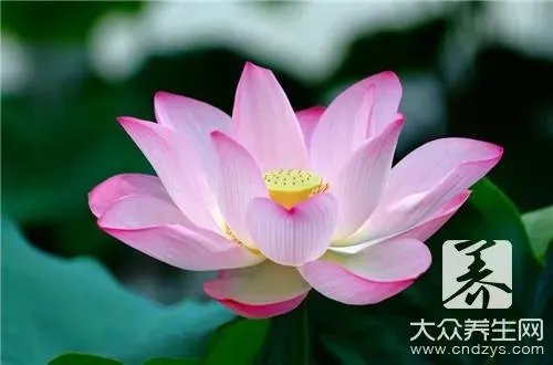 凤仙花的作用是什么