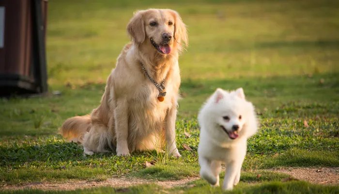 十二星座的专属宠物 十二星座的喜欢的宠物