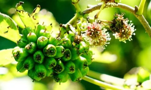 无梗五加属于什么品种？又有哪些生长的习性呢？