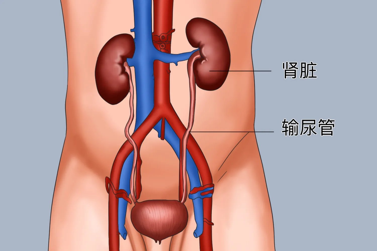 肚脐眼左边是什么部位