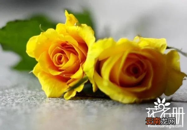 保加利亚国花是什么花 寓意爱情的玫瑰花,保加利亚国花是什么花?