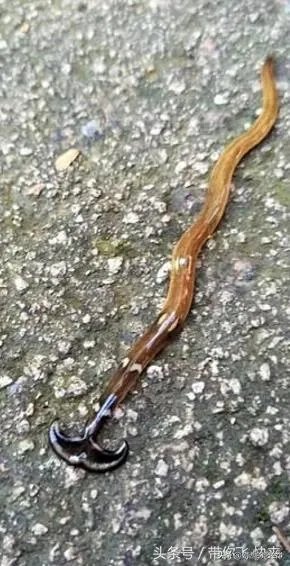 斧头虫在中国哪里有?