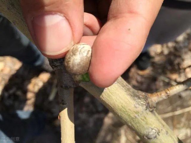 作为一名吃货,你有什么不吃的东西吗?或者说让你最深刻的黑暗料理是啥?