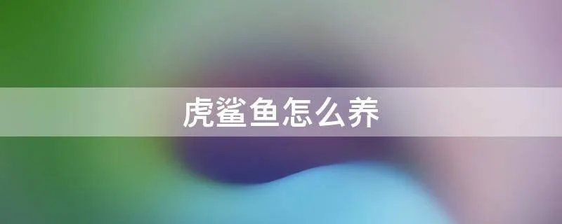 虎鲨鱼怎么养