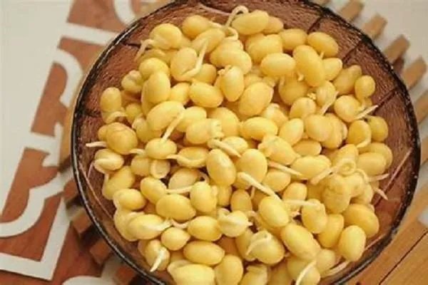 黄豆芽生长过程