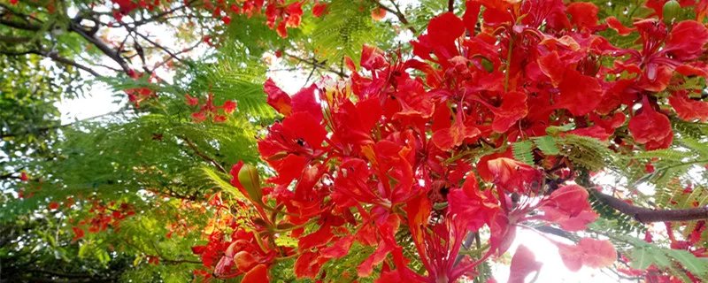 花楹的花语 花楹的花语是什么