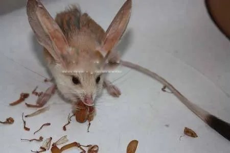 长耳鼠长什么样子图片 是保护动物不能当宠物喂养