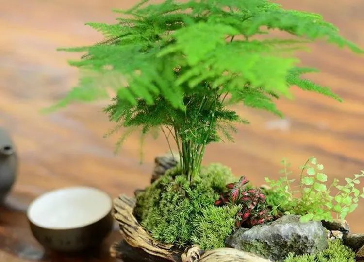 文竹的功效与作用