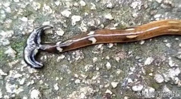 斧头虫在中国哪里有?