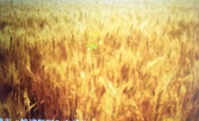 “三夏”粮食生产进展如何?有没有遇到什么问题?