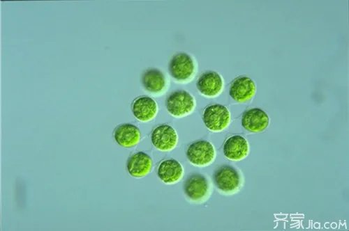 你了解什么是绿藻门吗？ 绿藻门繁殖方式是什么？