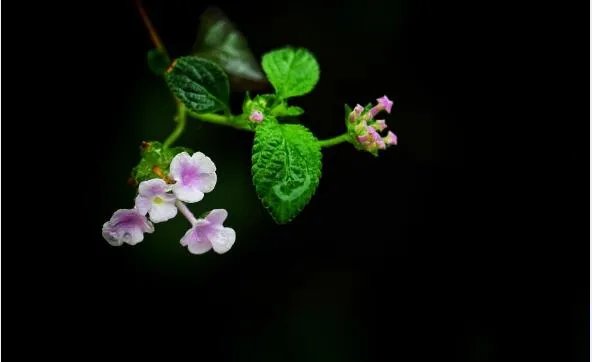 2020谷雨图片大全 2020谷雨唯美图片