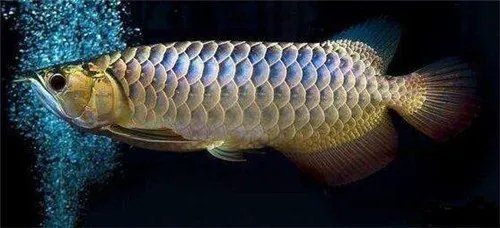 镜子鱼为什么叫镜子鱼 吃镜子鱼的好处有哪些