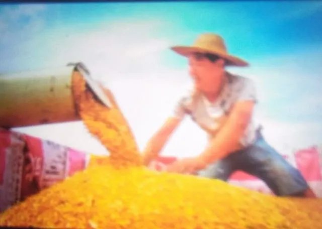 “三夏”粮食生产进展如何?有没有遇到什么问题?