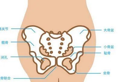 耻骨位置示意图