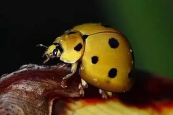 涓冩槦鐡㈣櫕鏄泭铏繕鏄铏�?鏄泭铏�(鐡㈣櫕鐨勭泭瀹崇绫�)