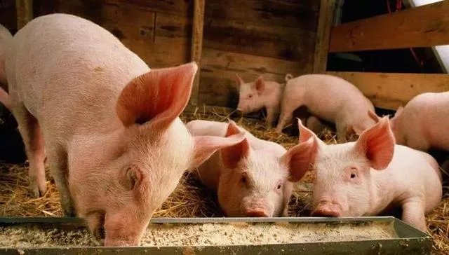 三猪两狗有什么典故？