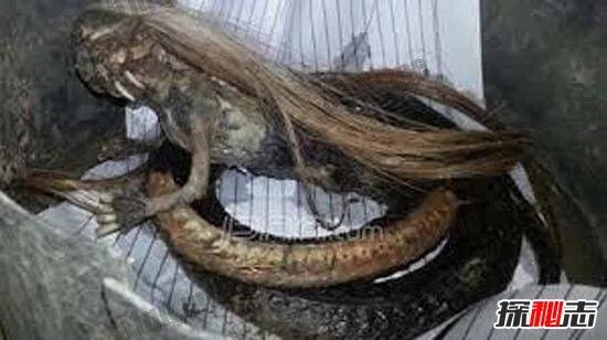 人头蛇身怪物震惊全球,蛇毒凶猛毒死2个捕蛇人员(视频)