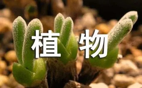 童趣：红口袋，绿口袋，有人害怕有人爱(打一植物)