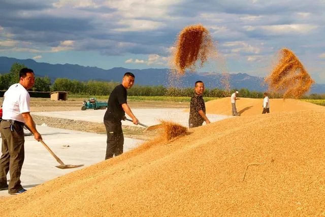 “三夏”粮食生产进展如何?有没有遇到什么问题?