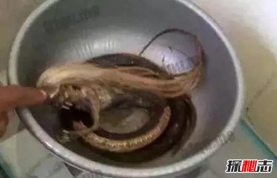 人头蛇身怪物震惊全球,蛇毒凶猛毒死2个捕蛇人员(视频)