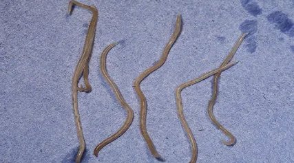 在自然界的生物中,目前关于恶魔线虫有怎样的研究?