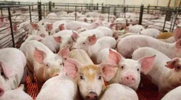 重庆排查出非洲猪瘟，这批猪肉有销毁处理吗？