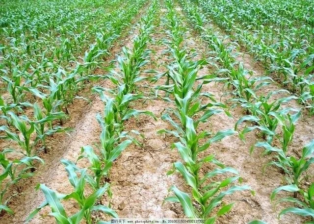 “三夏”粮食生产进展如何?有没有遇到什么问题?