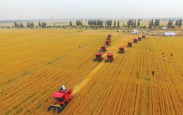 “三夏”粮食生产进展如何？有没有遇到什么问题？