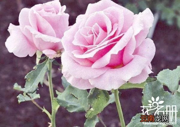 保加利亚国花是什么花 寓意爱情的玫瑰花,保加利亚国花是什么花?