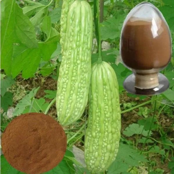 苦瓜提取物的简介