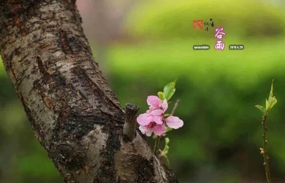 2020谷雨图片大全 2020谷雨唯美图片