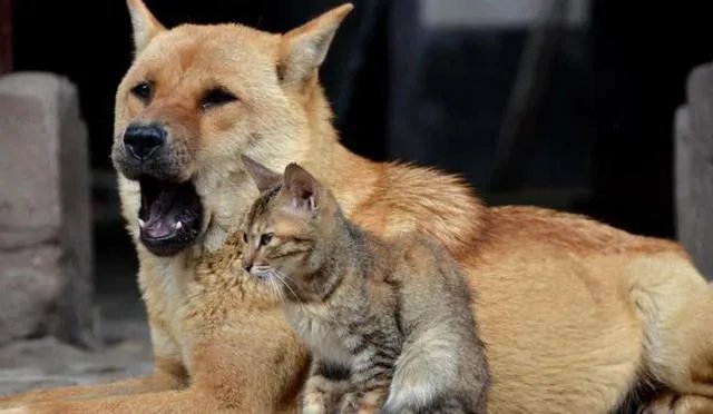 三猪两狗有什么典故？