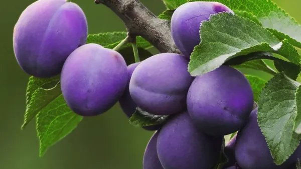 吃什么水果可以美白