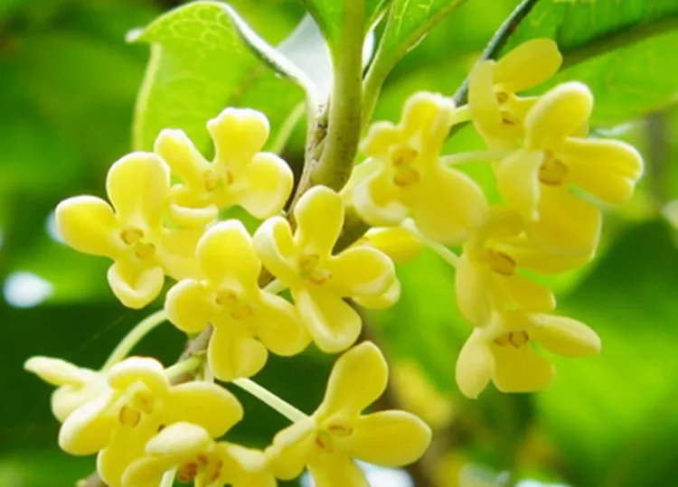 桂花的功效与作用