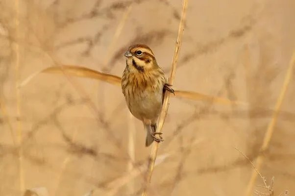 苇鹀:长仅11厘米,胆子大(人类接近才离开)