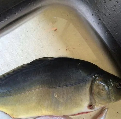 镜子鱼为什么叫镜子鱼 吃镜子鱼的好处有哪些